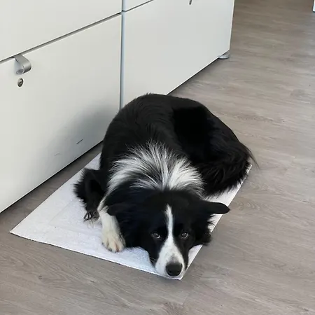 게스트하우스 Minihotel Büchenbronn