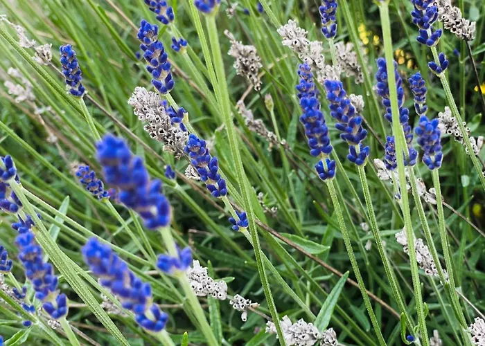 Konukevi Minihotel Büchenbronn